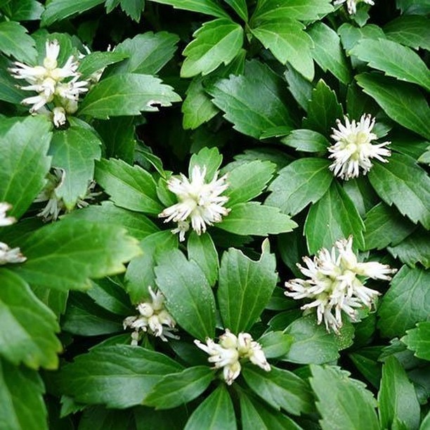 Зелений ґрунтопокривний килим Зелені ґрунтопокривні рослини, створюють густий килим, морозостійкі, багаторічні, невибагливі.