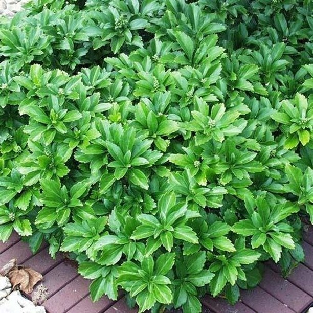 Квітучий ґрунтопокривний килим Квітучі ґрунтопокривні рослини, невибагливі багаторічники для ландшафтного дизайну саду.