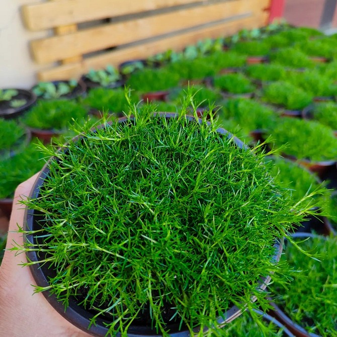 Затишний сад: легко створити Морозостійкі ґрунтопокривні багаторічники: створення затишного саду 2026 року