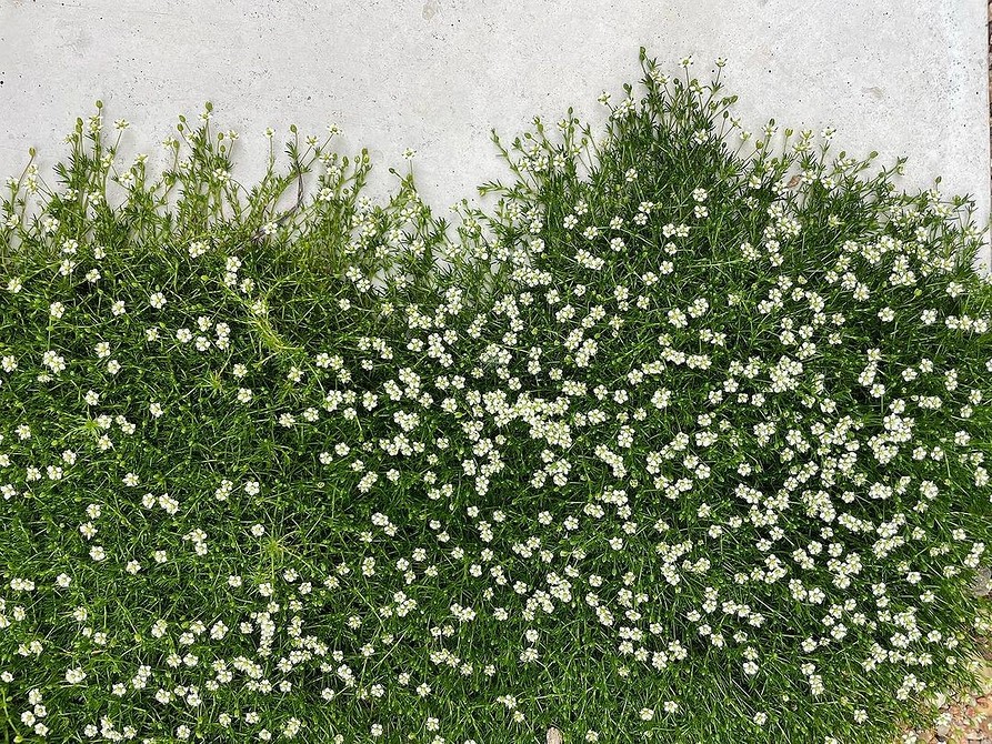 Оптимальний вибір для схилів Ґрунтопокривні рослини для саду 2026: оптимальний вибір для кам'янистих ґрунтів та схилів