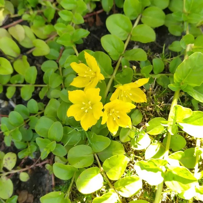 Ідеї для вашого саду Ідеї для ландшафтного дизайну саду 2026 з використанням морозостійких ґрунтопокривних рослин