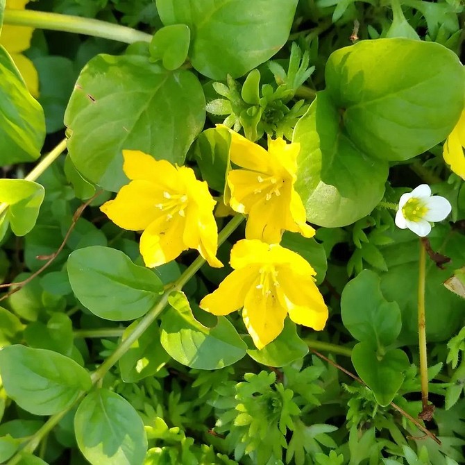 Простота догляду, максимум краси Невибагливі морозостійкі багаторічники для саду 2026: простота та краса в одному