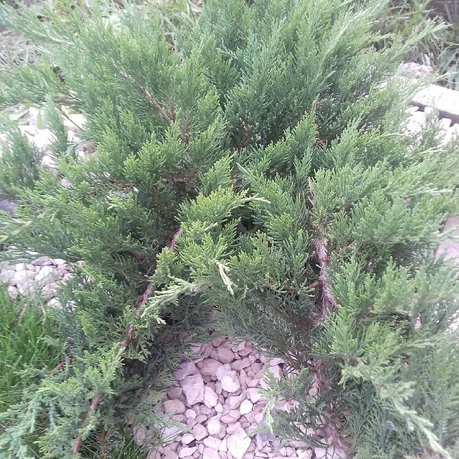 Ґрунтопокривник на схилі Невибагливі ґрунтопокривні рослини на схилі, морозостійкі багаторічники для ландшафтного дизайну.