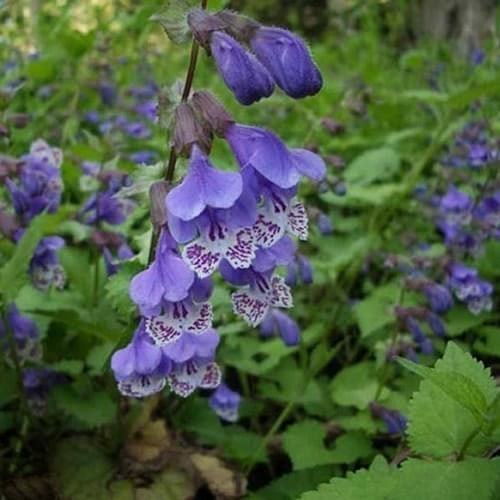 Сад 2026: ґрунтопокривні рослини Морозостійкі ґрунтопокривні рослини для саду 2026: ландшафтний дизайн з багаторічниками