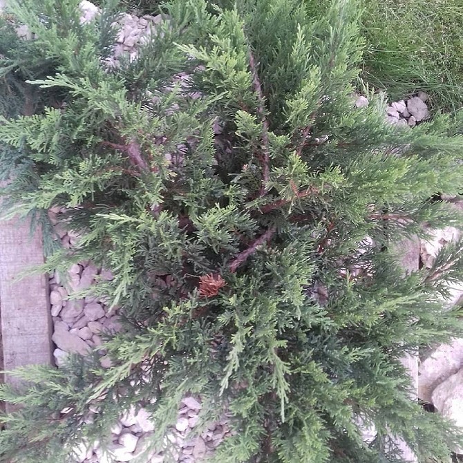 Каміння та ґрунтопокривник Гармонійне поєднання ґрунтопокривних рослин з камінням в ландшафтному дизайні саду 2026.