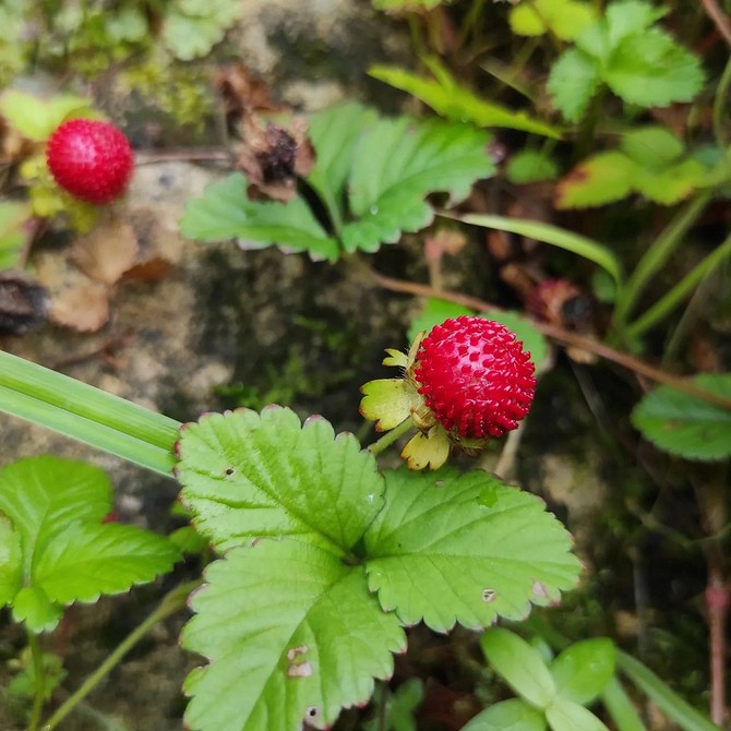 Квітучий сад без зусиль Сад 2026: квітучі ґрунтопокривні рослини для ландшафтного дизайну та кам'янистих ділянок