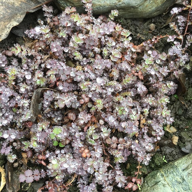 Вибір ґрунтопокривних для саду Різноманіття ґрунтопокривних рослин для саду 2026: вибір морозостійких багаторічників