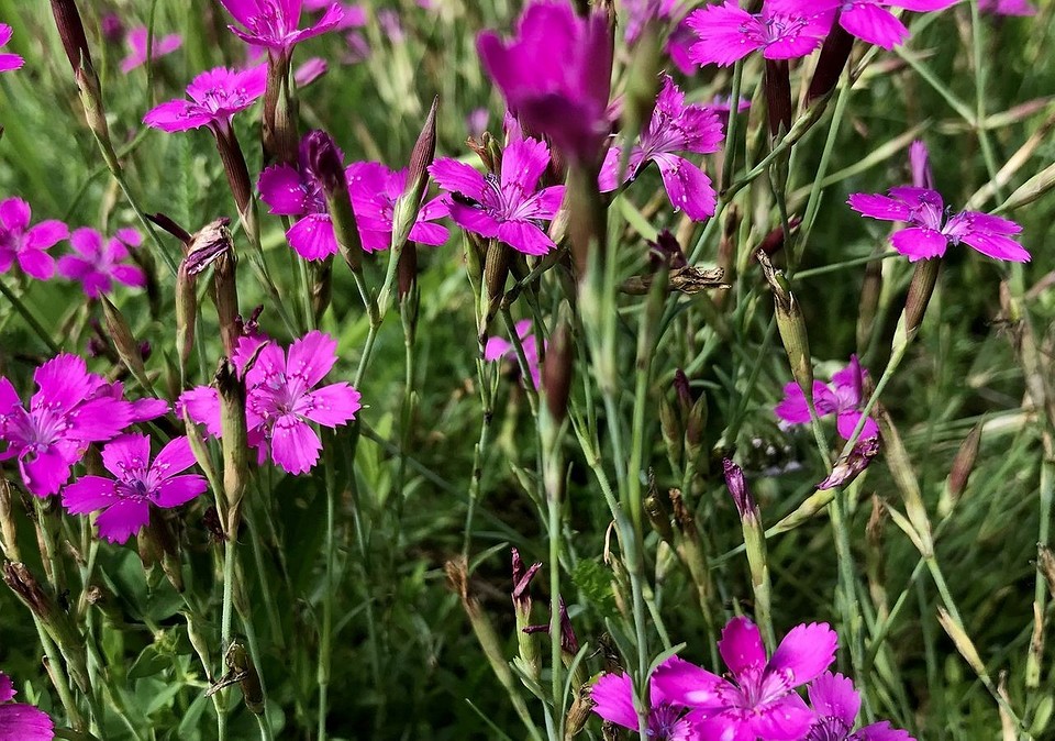 Кольори ґрунтопокривних рослин Невибагливі ґрунтопокривні рослини різних кольорів, ландшафтний дизайн саду, багаторічники.