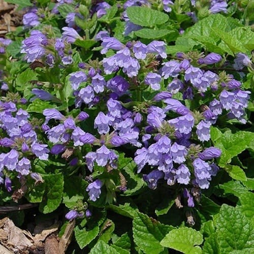 Швидкорослий ґрунтопокривник Ґрунтопокривні рослини, що швидко розростаються, для саду 2026: морозостійкі та невибагливі багаторічники.