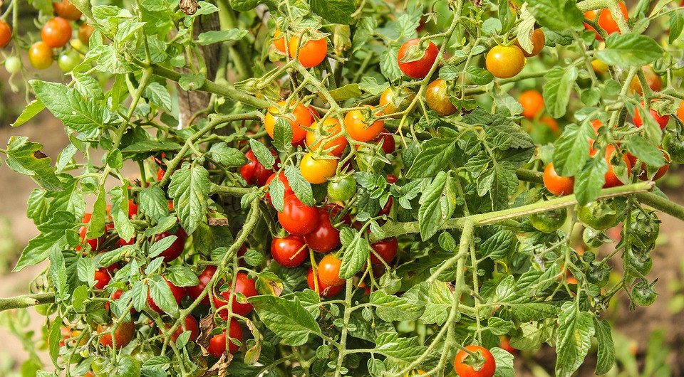Як підживити помідори під час цвітіння: поради для щедрого врожаю — Підживлення помідорів під час цвітіння