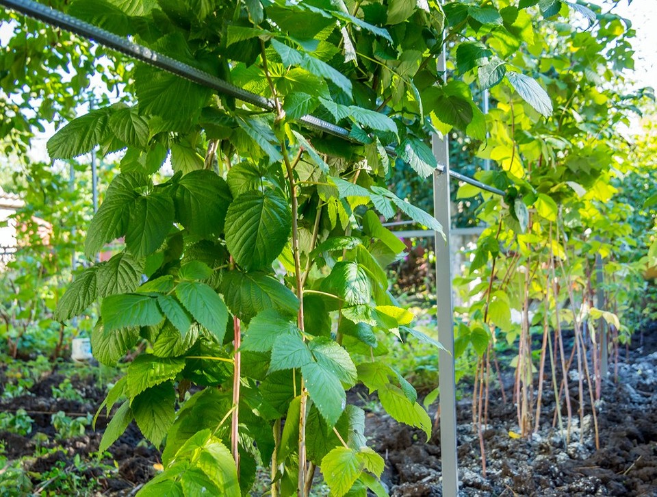 Схема посадки малини Схема посадки малини восени: оптимальна відстань між саджанцями для росту.