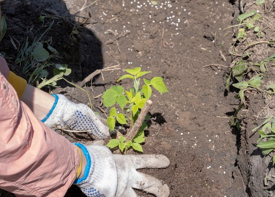 Догляд за малиною Догляд за малиною восени: обрізка, підживлення та полив після посадки.