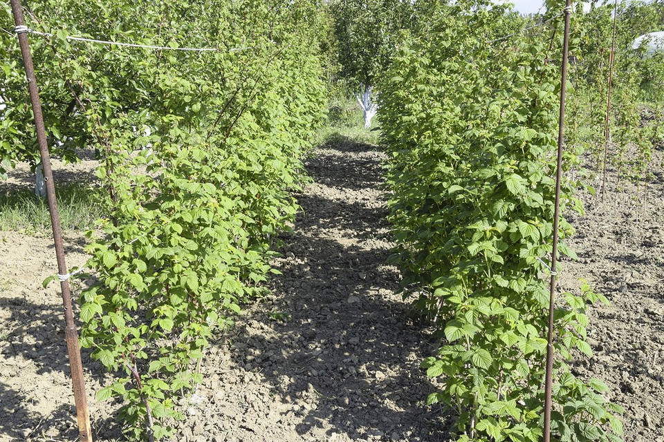 Малина: підготовка до зими Підготовка малини до зими після осінньої посадки: мульчування та захист від морозів.