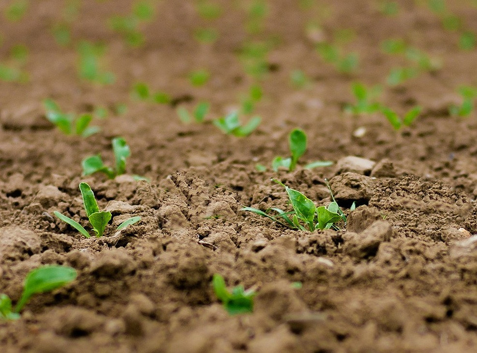 Секрети врожаю Секрети багатого врожаю томатів при червневій посадці: полив, провітрювання, формування куща