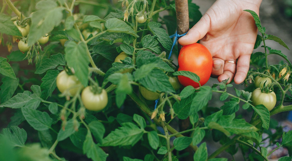 Червнева посадка томатів Висадка розсади томатів у червні: підготовка ґрунту та правильний догляд для врожаю