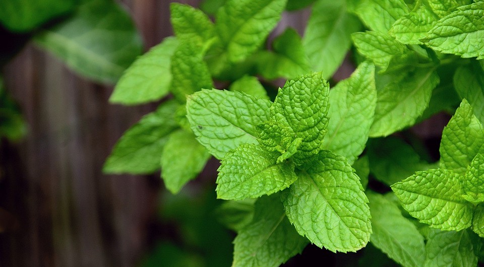 Боротьба з попелицею Колаж з зображеннями різних засобів для боротьби з попелицею, як хімічних, так і біологічних.