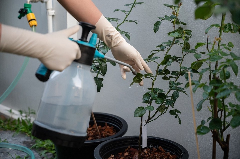 Засоби від попелиці Різні види засобів для боротьби з попелицею: пляшечки з інсектицидами та натуральні розчини