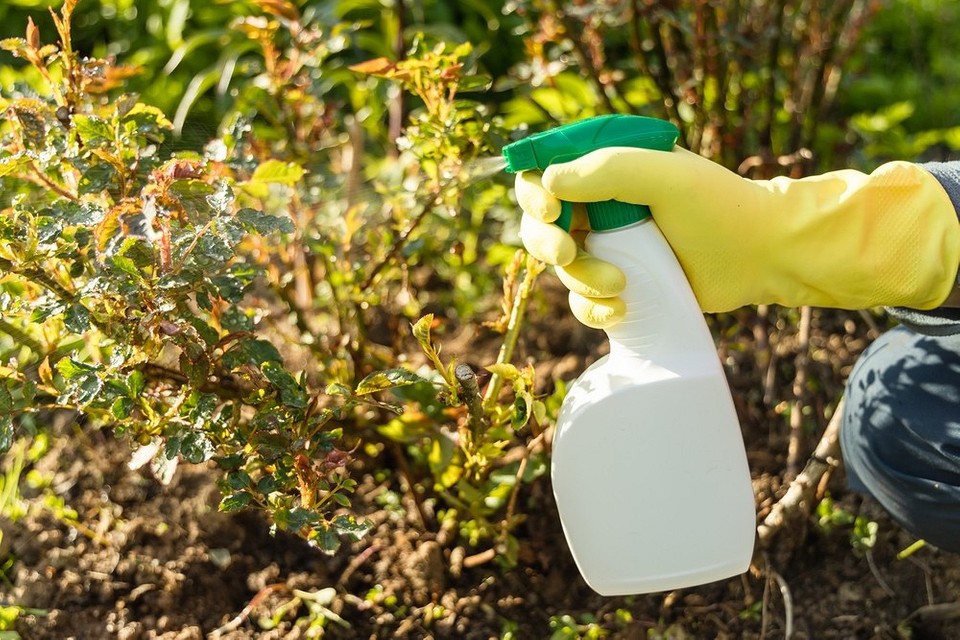 Попелиця на рослині Наближений вид попелиці на зеленому листі молодої рослини, що свідчить про зараження