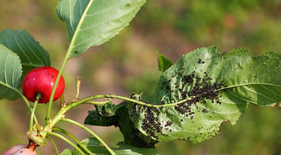 Засоби від попелиці Різноманітні засоби проти попелиці: від ефективних магазинних препаратів до перевірених народних методів.