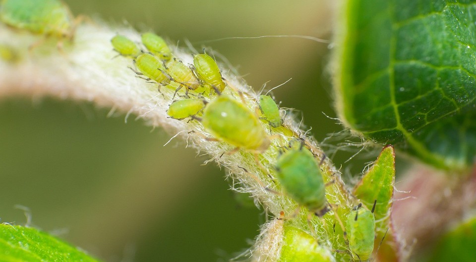 Магазинні засоби Ілюстрація різних типів інсектицидів та біологічних препаратів для боротьби з попелицею.