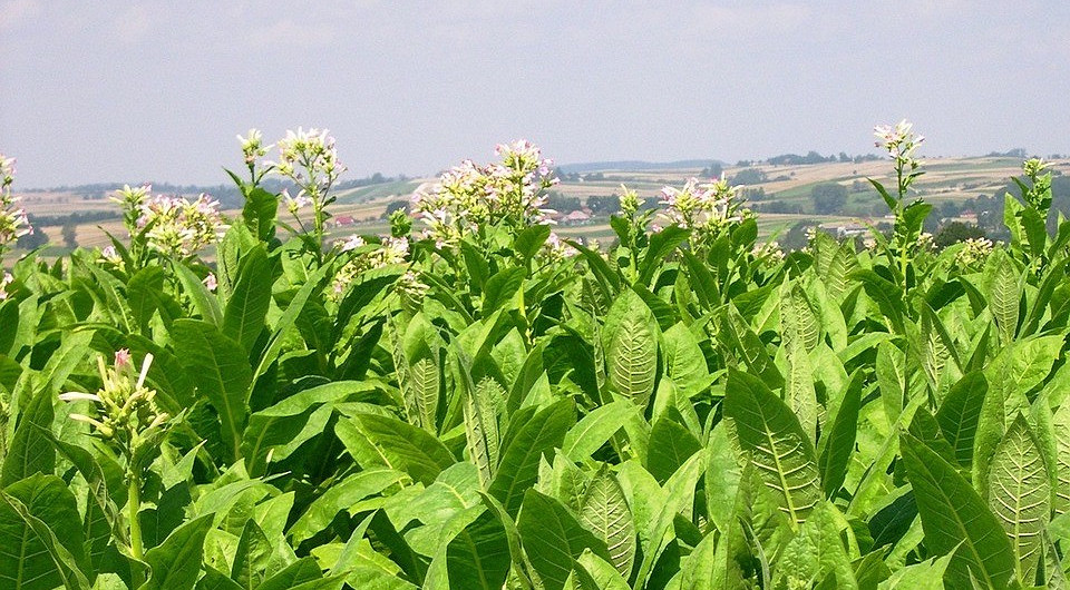 Методи боротьби Різноманітність пляшечок із біологічними та хімічними засобами для знищення попелиці
