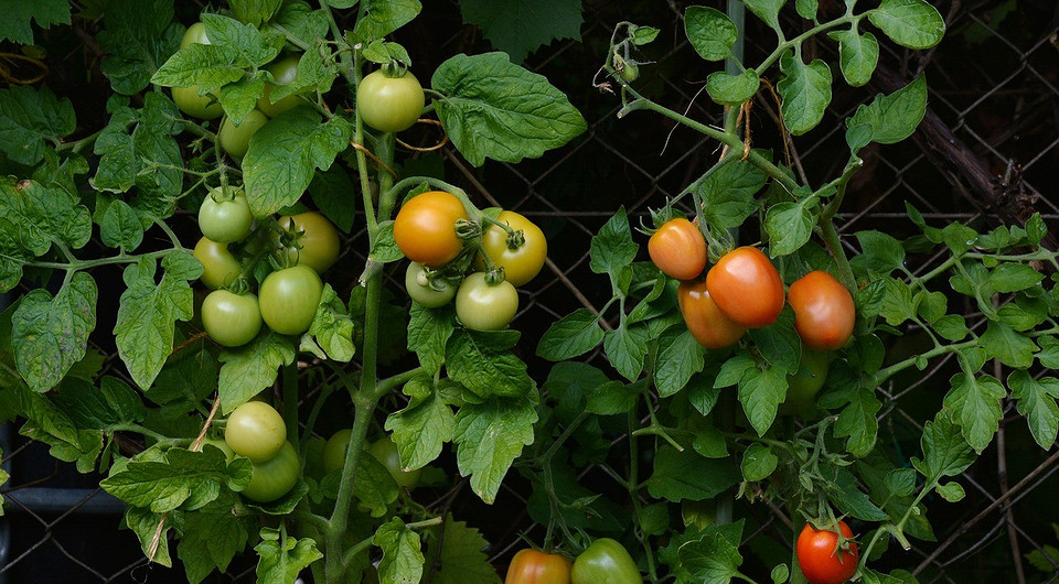 Попелиця на квітці Макрозйомка попелиці на квітці, що може призвести до пошкодження бутона