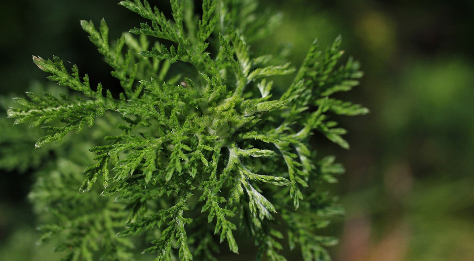 Захист молодих рослин Молоді саджанці, які потребують захисту від попелиці для успішного росту