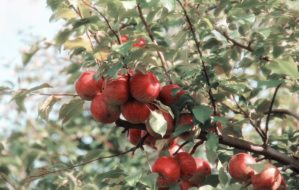 Молоді паростки сливи Кісточки та листя сливи, що символізують початок росту. Вирощування невибагливих плодових.