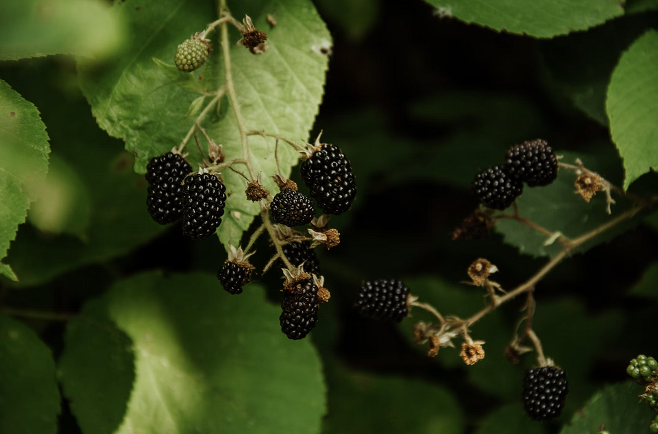 Повний кошик полуниці Заповнена кошик свіжої полуниці, зібраної в саду. Невибагливі ягоди для щедрого врожаю.