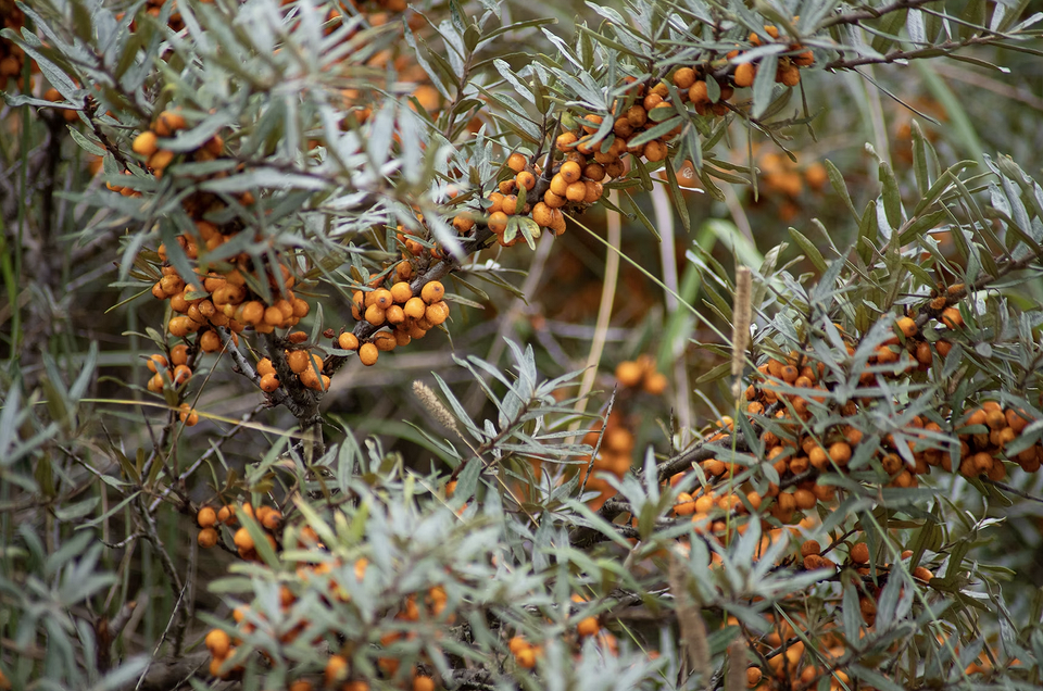 Стигла червона малина Зрілі червоні ягоди малини на кущі. Вирощування невибагливих ягід для саду.