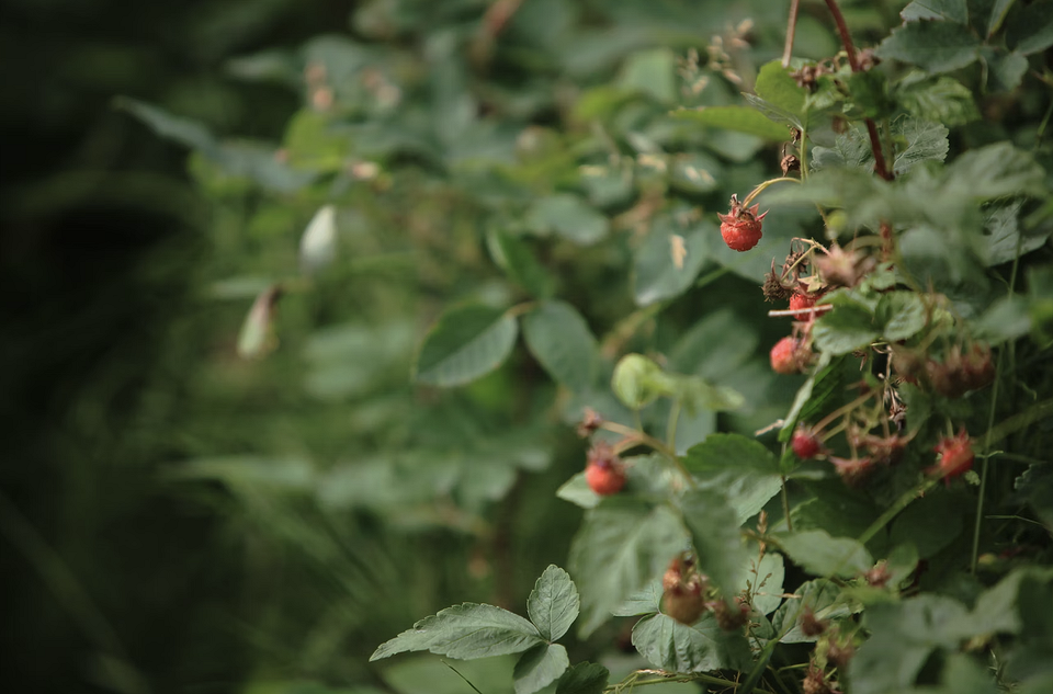 Соковита малина з саду Свіжа малина, готова до збору, на кущі в саду. Вирощування ягід для щедрого врожаю.