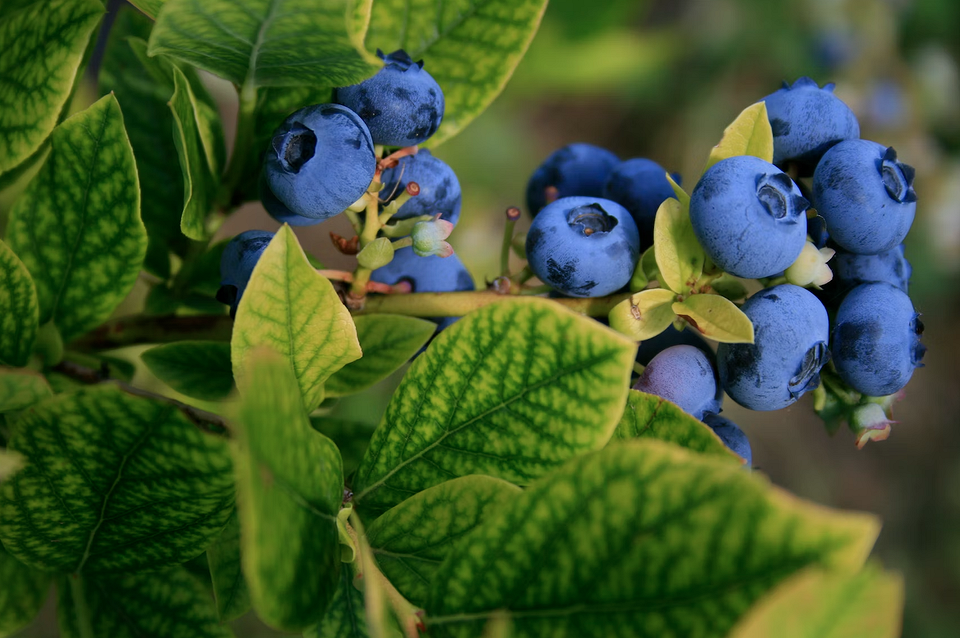 Чорна смородина на гілці Грона стиглої чорної смородини на гілці. Вибір невибагливих ягід для саду.