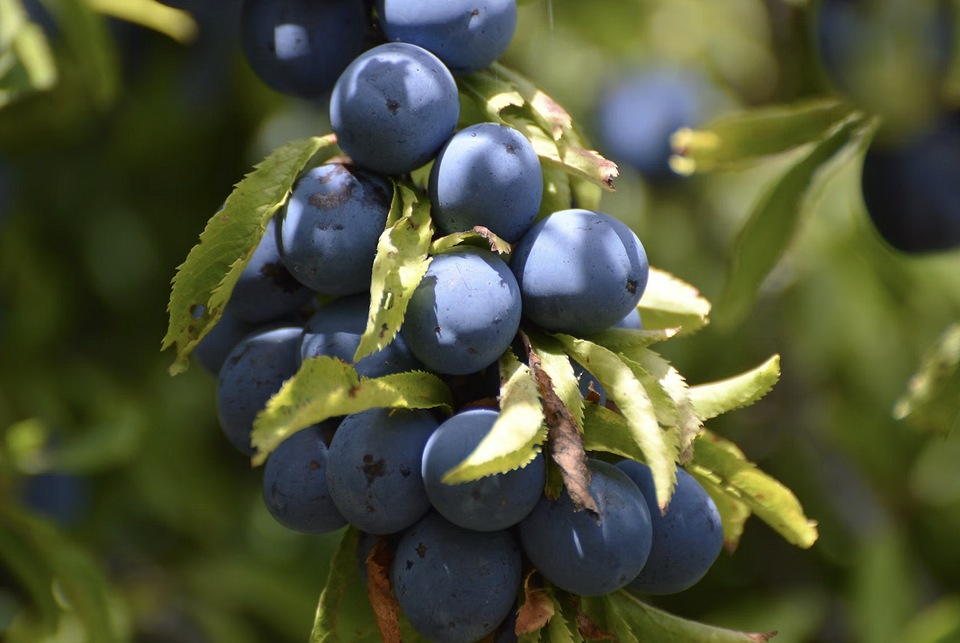 Блакитна лохина на гілці Сині ягоди лохини на гілці. Поради щодо вирощування корисної лохини.