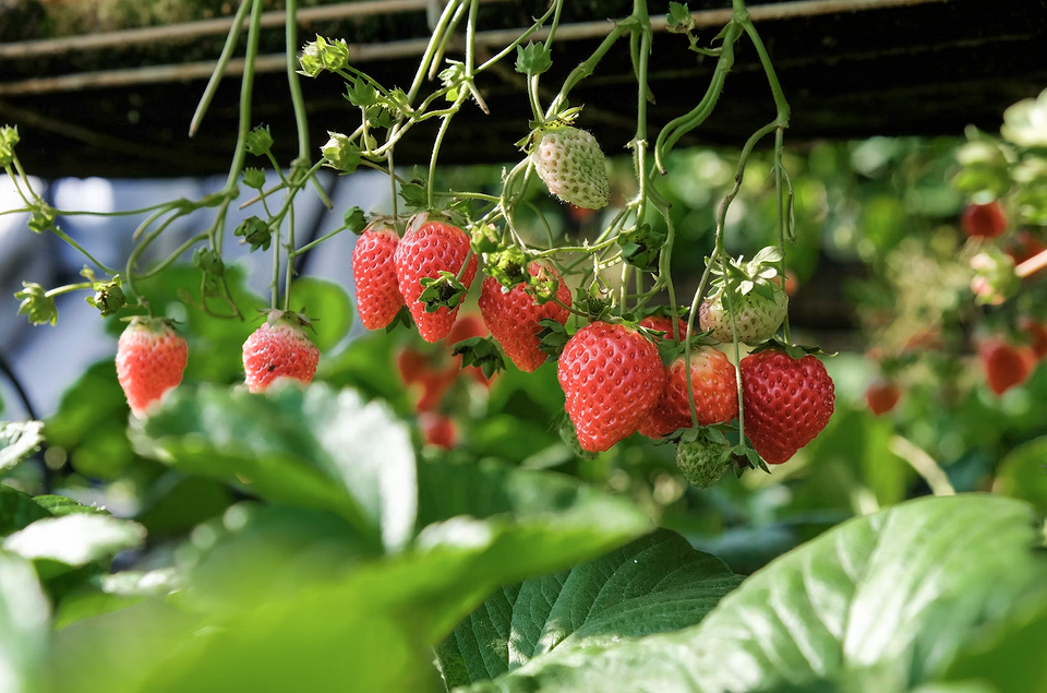 Червона полуниця на грядці Стигла полуниця, що росте на грядці. Поради щодо вирощування невибагливих ягід.