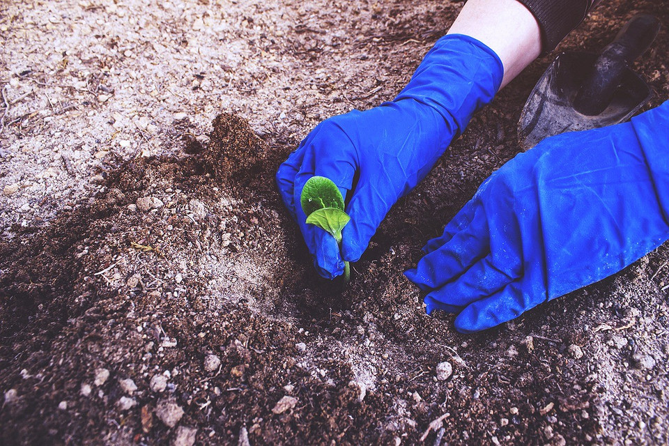 Висадка кабачків: простір Ілюстрація відстаней при висадці кабачків у відкритий ґрунт.