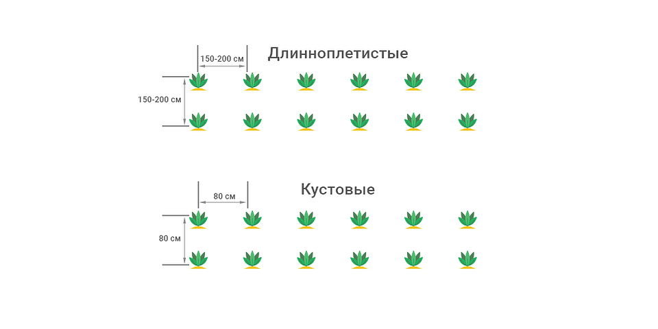 Схема посадки кабачків Наочна схема посадки кабачків, що показує необхідні відступи між рослинами.