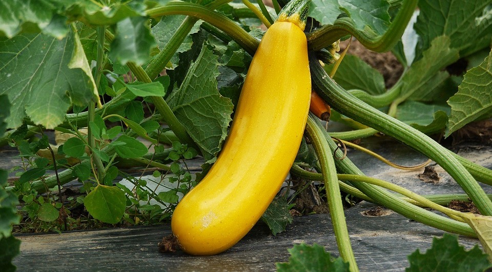 Схема висадки кабачків Схема правильної висадки кабачків у відкритий ґрунт з відступами між рослинами.