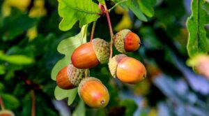 Вирощуємо дуб вдома: покрокова інструкція та корисні поради — Вирощування дуба з жолудя в домашніх умовах