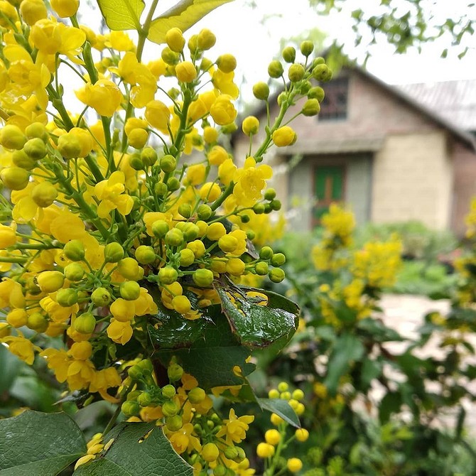 Група тіньовитривалих кущів біля доріжки в тіньовому саду.