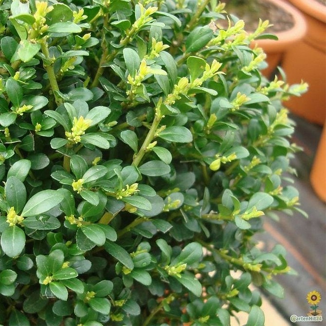 Квітучі тіньолюбні кущі, що додають яскраві акценти в тіньовий сад.