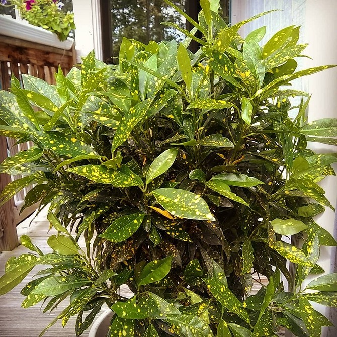 Затишний куточок в тіні з використанням тіньовитривалих кущів.