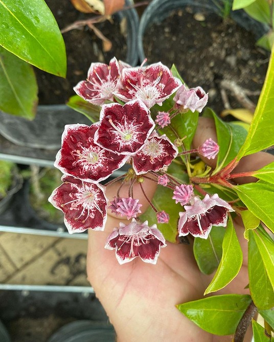 Невибагливі тіньовитривалі кущі: краса і легкість догляду у вашому саду.