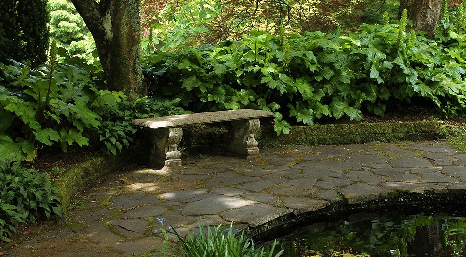 Тіньовитривалі кущі для саду: чудовий дизайн затіненої ділянки, зелені насадження