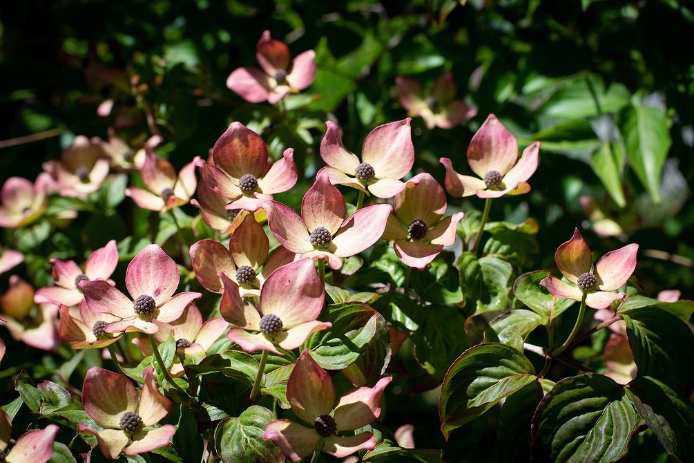 Кущі для тіні: зелені акценти, навіть у найзатінених місцях вашого саду.