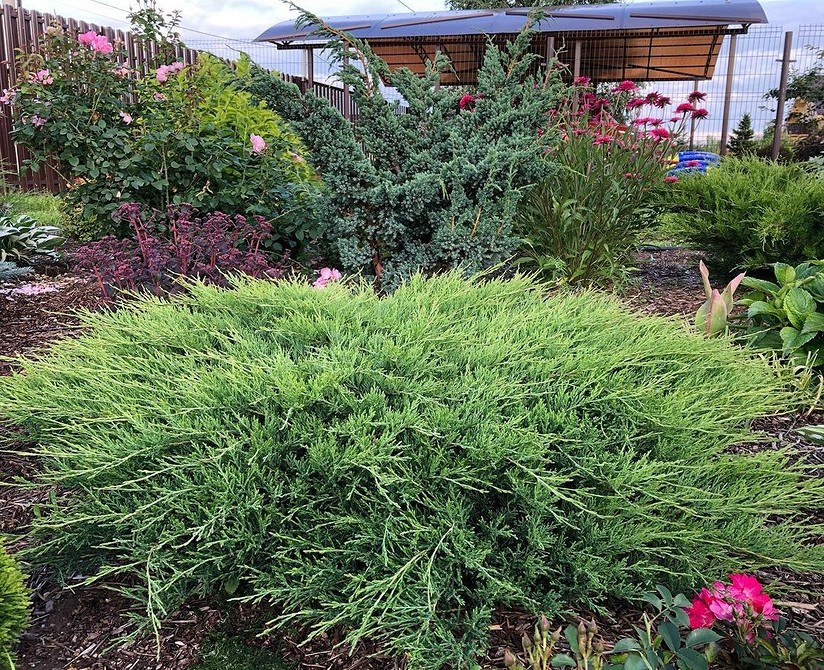 Різноманітні тіньолюбні кущі для створення дизайну вологого тінистого саду.