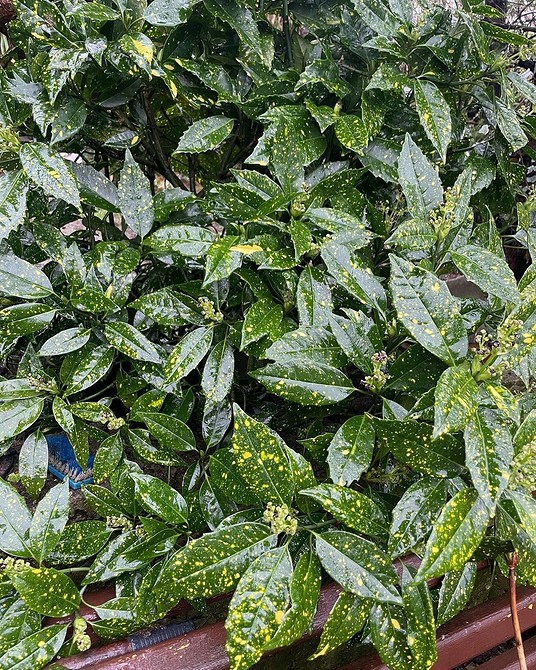 Різноманітні тіньовитривалі кущі прикрашають сад без сонця, створюючи оазу краси.