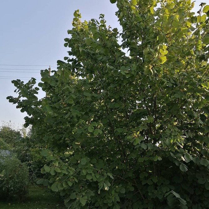 Різноманітні тіньолюбні кущі в дизайні саду, створюючи неповторний вигляд затіненої ділянки.