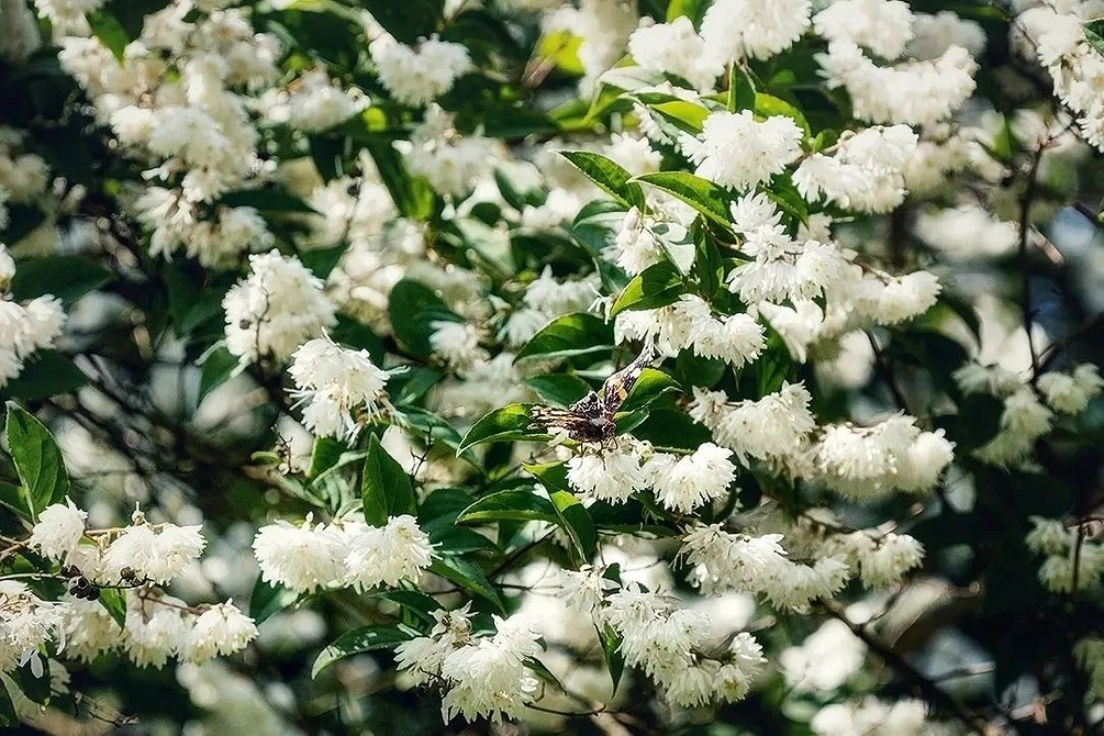 Тіньовитривалі кущі, зелене листя, дизайн затіненого саду 2026.