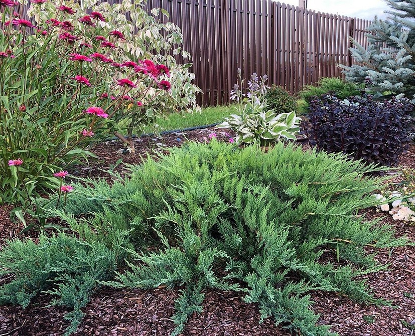 Невибагливі тіньолюбні кущі: чудове рішення для озеленення затінених ділянок