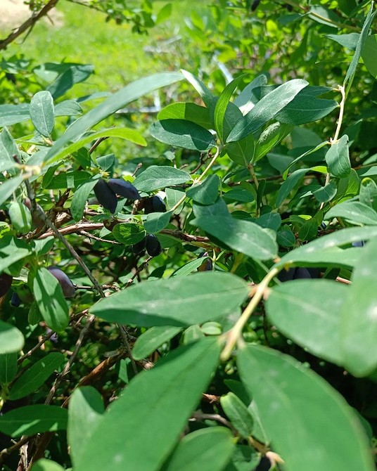 Тіньовитривалі кущі для саду, невибагливі та красиві, дизайн 2026.